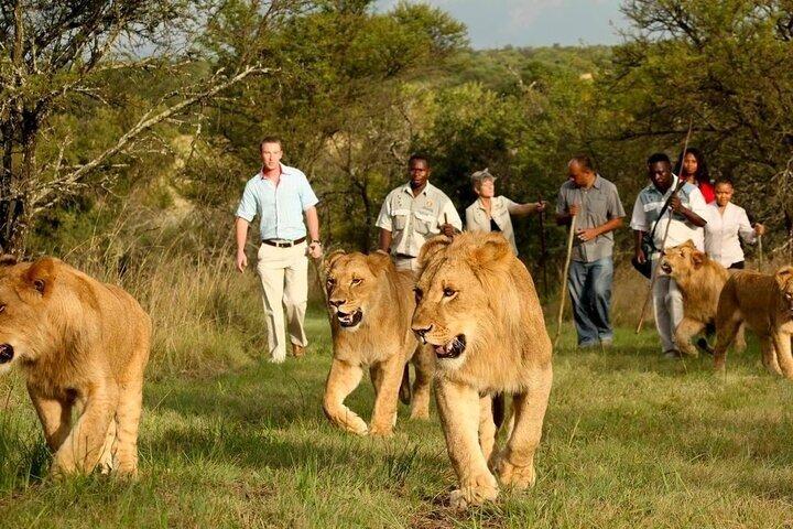 Private Full Day Safari Experience in Cape Town
