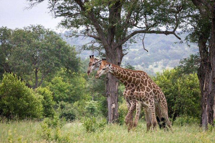 4 Day Luxury Safari in Tanzania