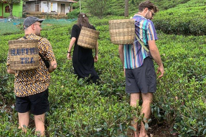 Kandy to Sigiriya Day Tour Temples, Safari and Scenic Views