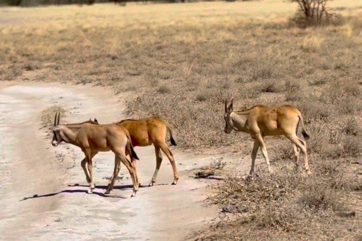 3 Day Maasai Mara Group Joining Safari With Guided Tour
