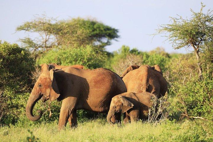 6 Day Luxury Great Migration River Crossing Safari