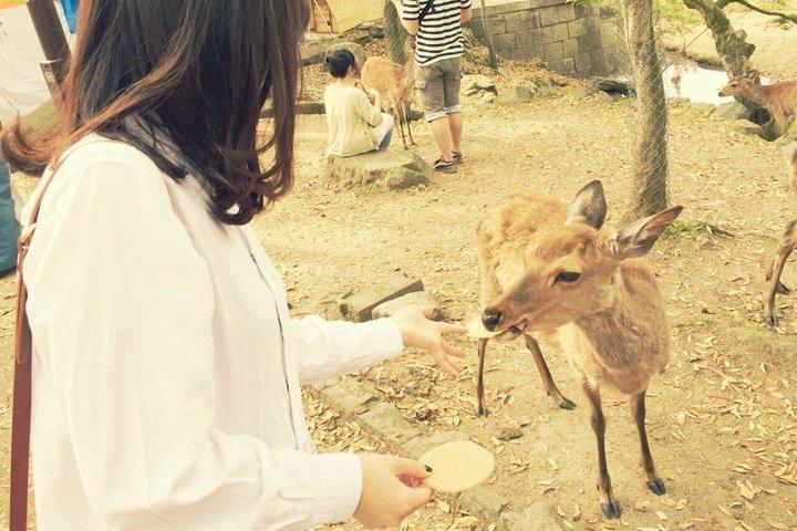 Customizable Private Tour in Osaka Nara Kobe and Kyoto