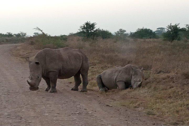 Half Day Nairobi National Park Tour with Options