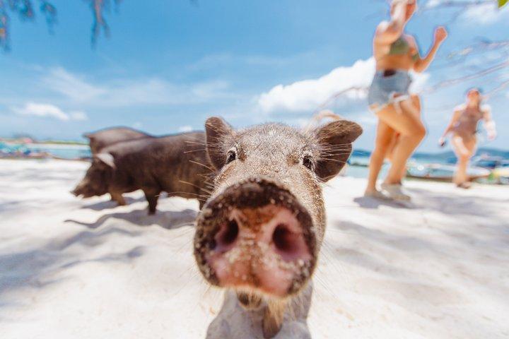 Koh Samui Speedboat Tour to Koh Madsum & Koh Tan with Snorkeling