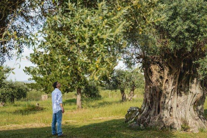 Historical Evora PRIVATE Full Day Tour | Cork, Wine and Olive Oil