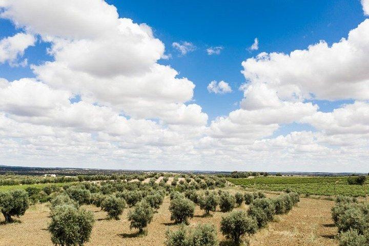 Historical Evora PRIVATE Full Day Tour | Cork, Wine and Olive Oil