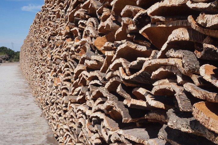 Historical Evora PRIVATE Full Day Tour | Cork, Wine and Olive Oil