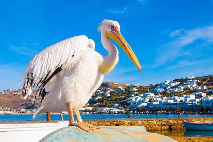 Mykonos Wow Tour - Private Highlights and Scenic Stops