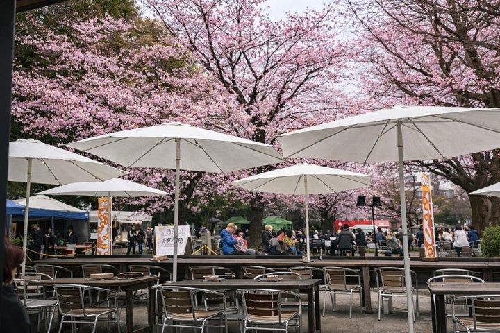 Yasukuni Shrine Shiba Inu Walk: Explore Tokyo’s Quiet Side