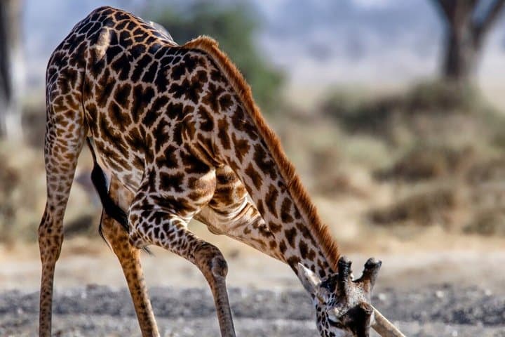 3 Days 2 Nights Maasai Mara Group Joining Mid-Range Safari