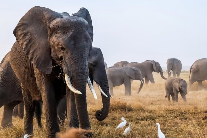 3 Days 2 Nights Maasai Mara Group Joining Mid-Range Safari