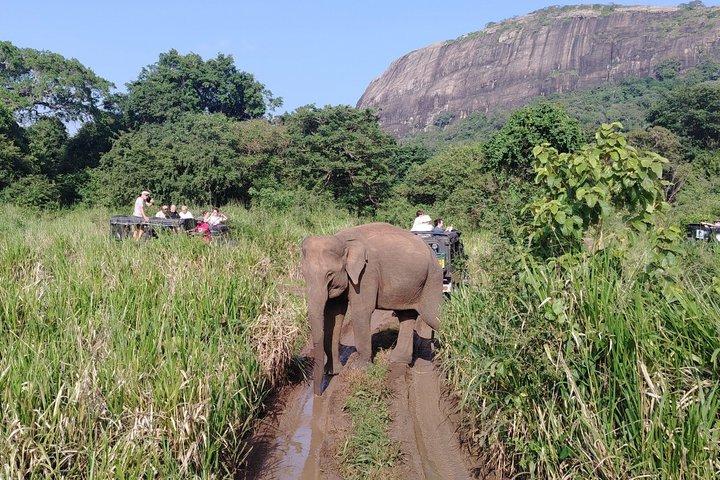 From Kandy: Sigiriya Rock & Elephant Safari Private Day Tour