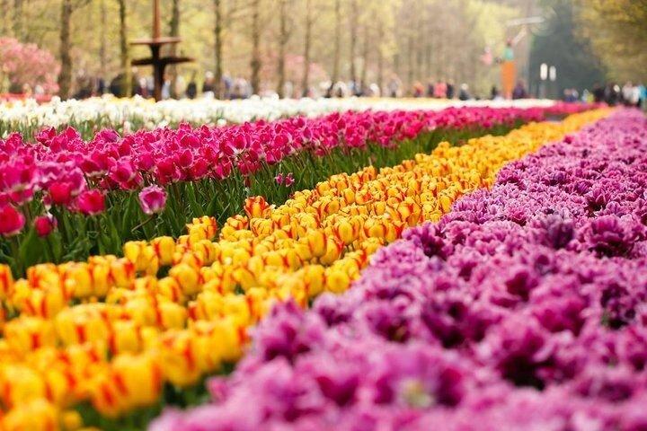 Private Excursion to Keukenhof gardens