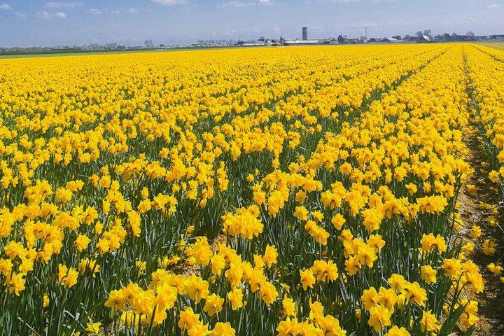 Private Excursion to Keukenhof gardens