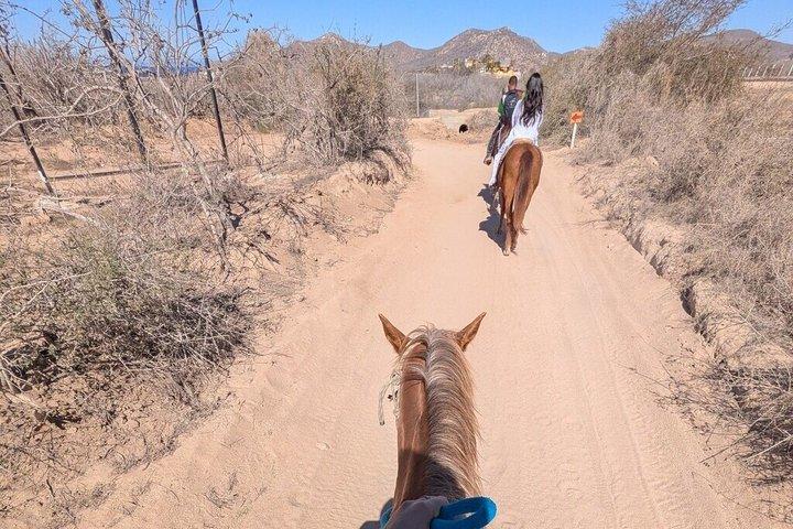 Cabo San Lucas Beach and Desert Horseback Ride