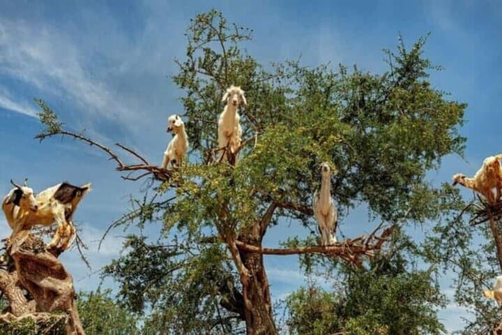 Goats in Trees & Agadir Medina Coco Polizzi ticket and Souk Visit
