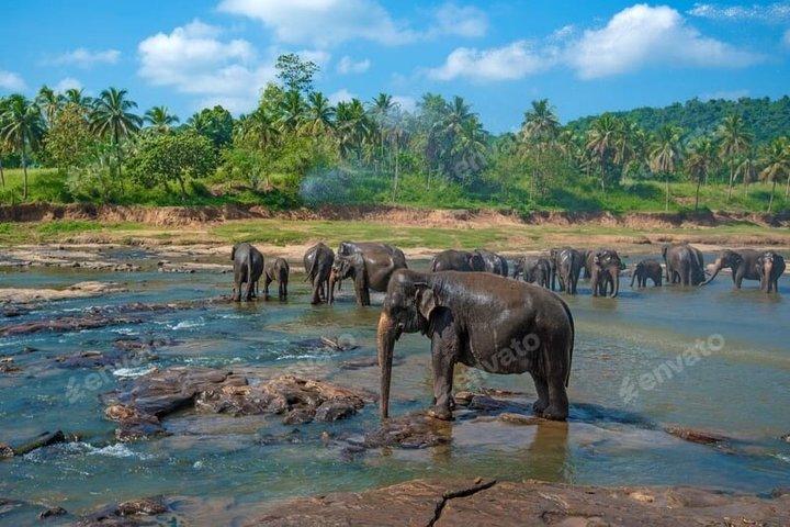Zero-Stress Journey: Ella to Airport & Colombo