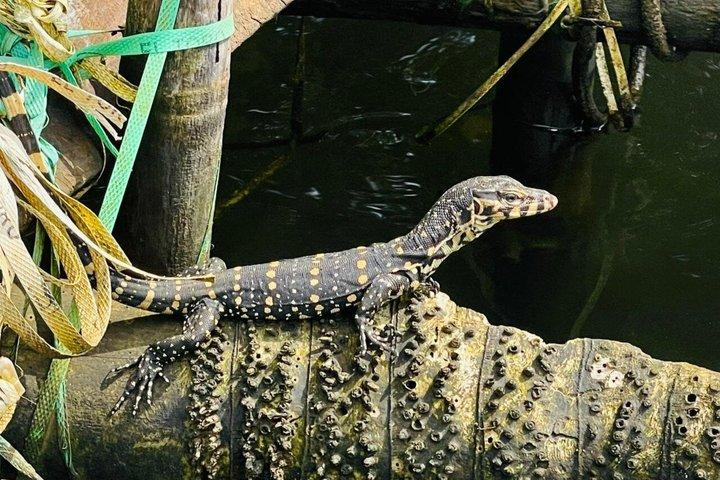 River Safari Bentota with Mangroves ,crocodiles ,Birds, Monkeys.
