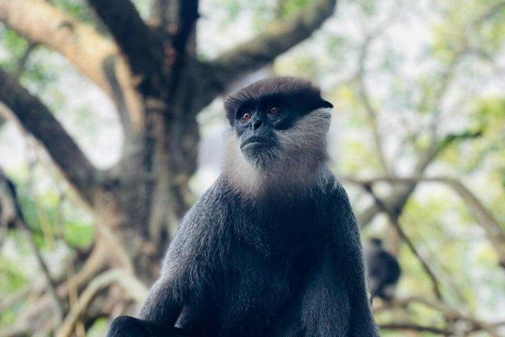 River Safari Bentota with Mangroves ,crocodiles ,Birds, Monkeys.