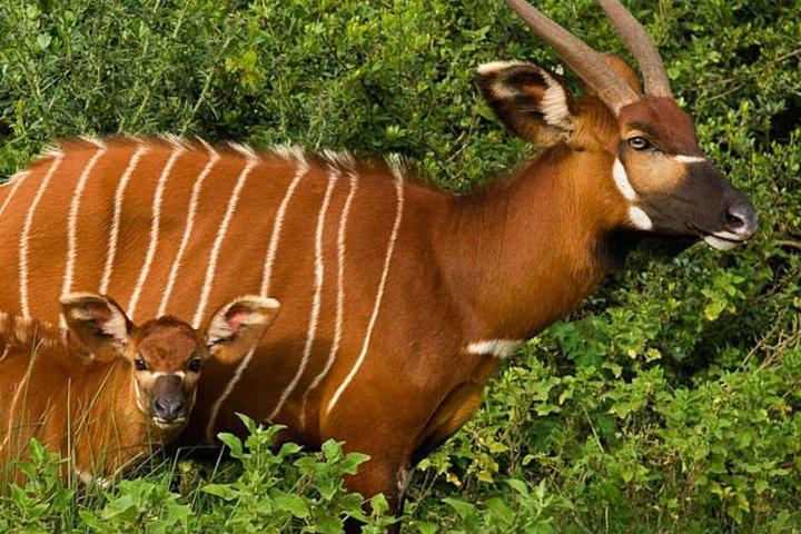 3 Days Princess to Queen Elizabeth Aberdare Luxury Safari
