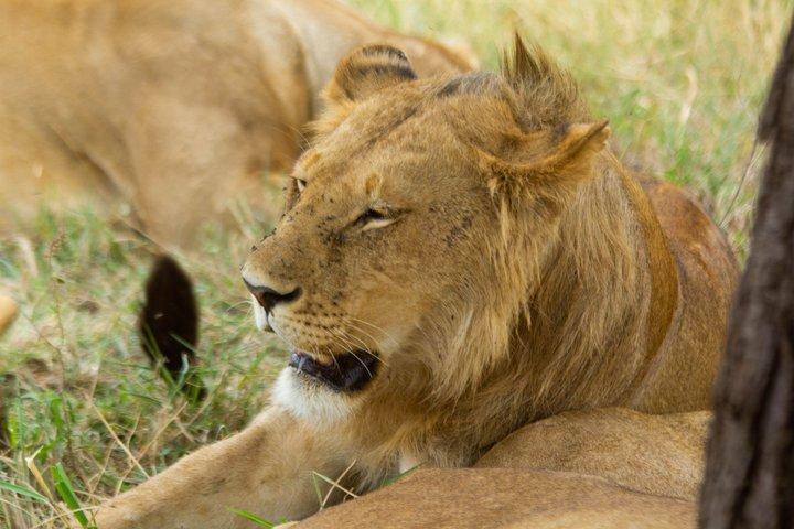 3 Day Private Family Safari Experience with Comfort for Children