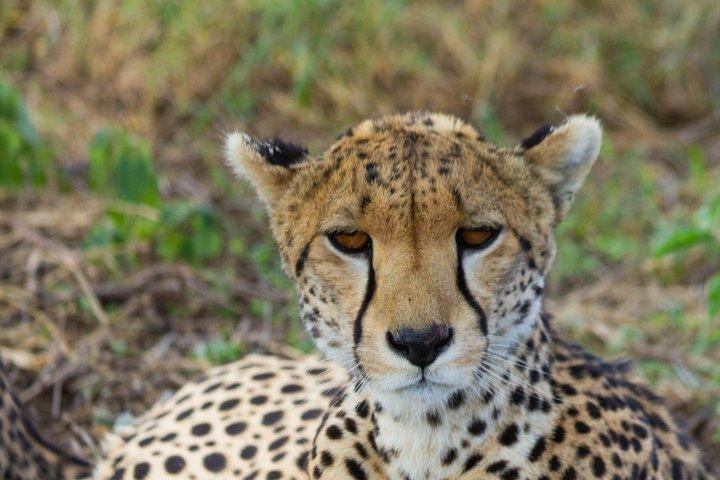 3 Day Private Family Safari Experience with Comfort for Children