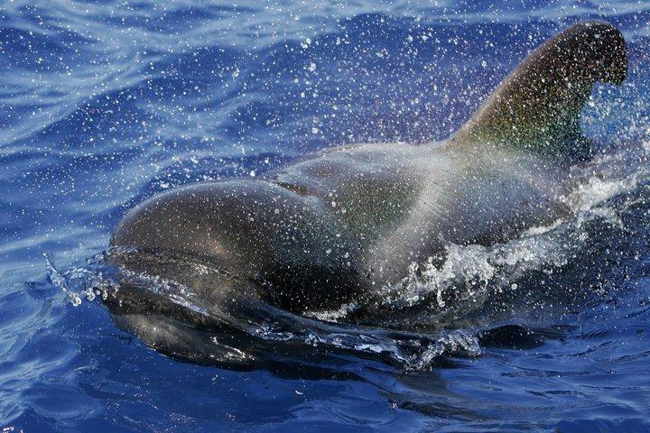 3 hrs Boat Excursion for whale watching from Valle GR (La Gomera)