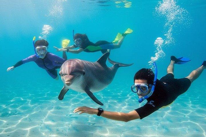 Swim with Dolphins at Dolphin House Hurghada Snorkeling Cruise