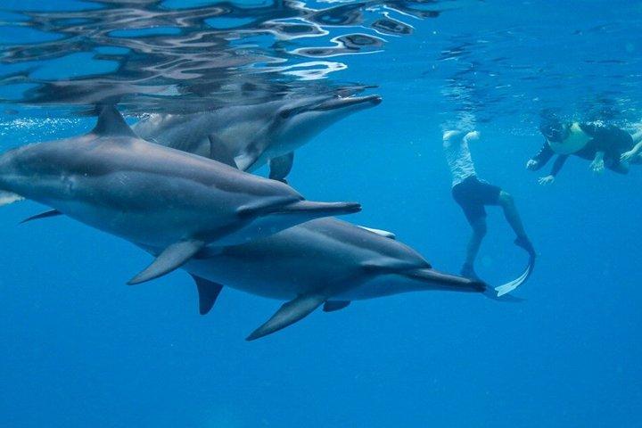 Swim with Dolphins at Dolphin House Hurghada Snorkeling Cruise
