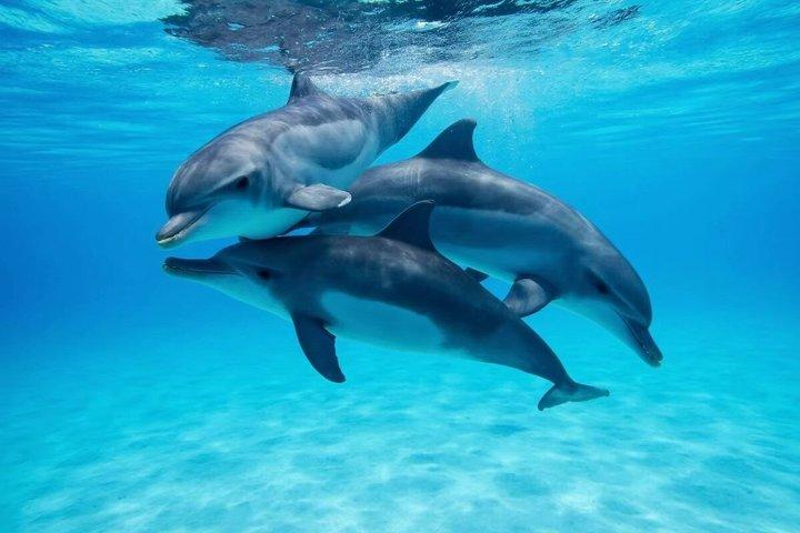 Swim with Dolphins at Dolphin House Hurghada Snorkeling Cruise