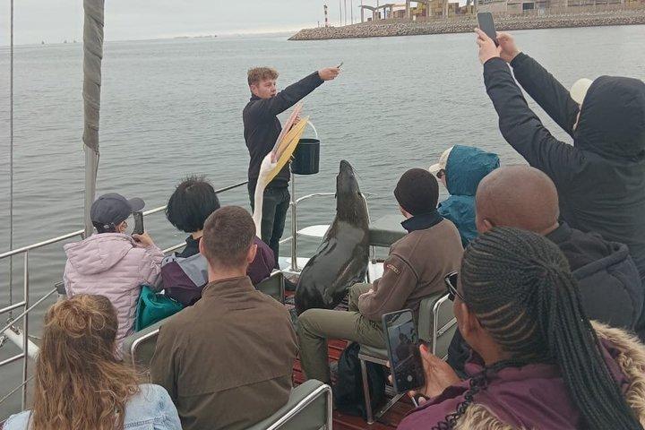 Dolphin & Seal Boat Cruise