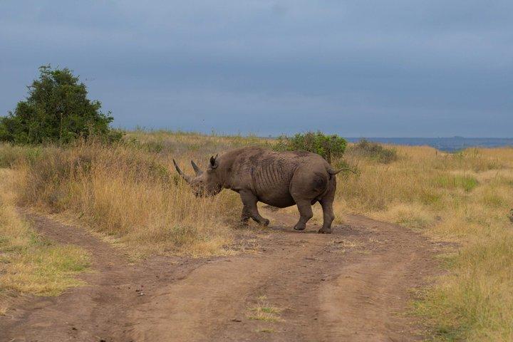 Night Game Drive Safari at Nairobi National Park