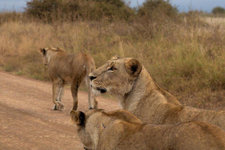 Night Game Drive Safari at Nairobi National Park