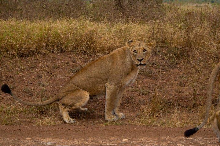 Night Game Drive Safari at Nairobi National Park
