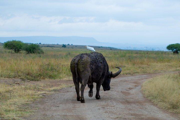 Night Game Drive Safari at Nairobi National Park