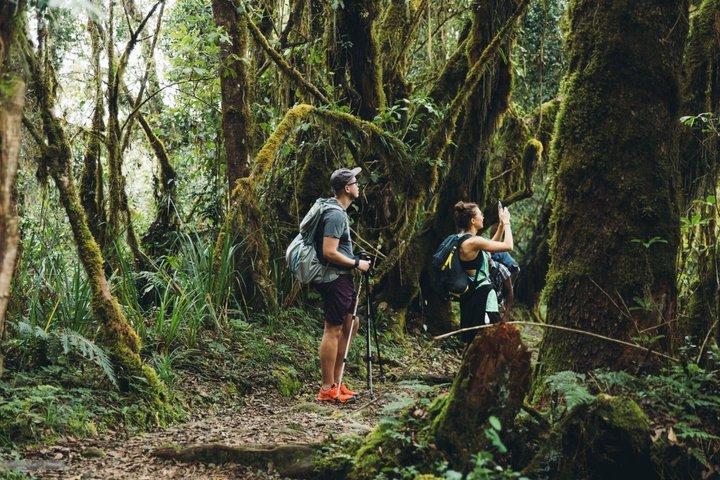 1 Mount Kilimanjaro Day Hike via Marangu Route Mandara Hut