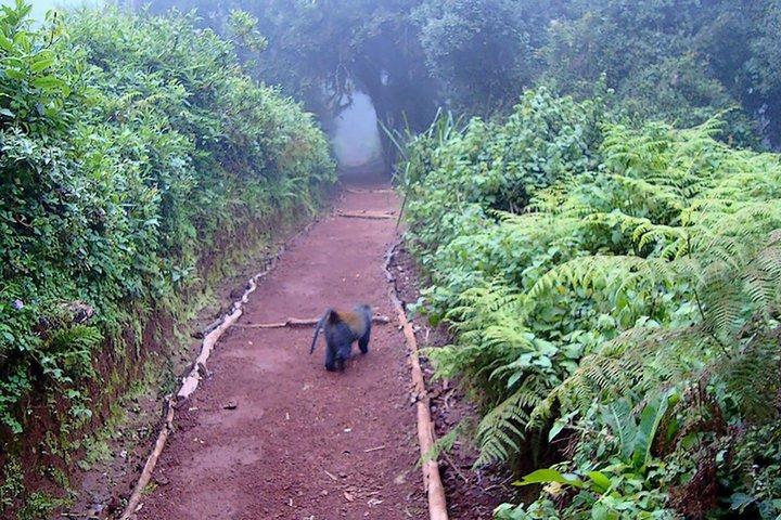 1 Mount Kilimanjaro Day Hike via Marangu Route Mandara Hut