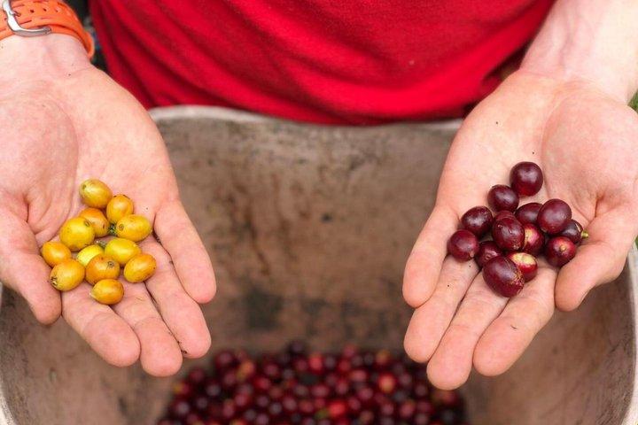 Coffee Farm Experience Day Tour