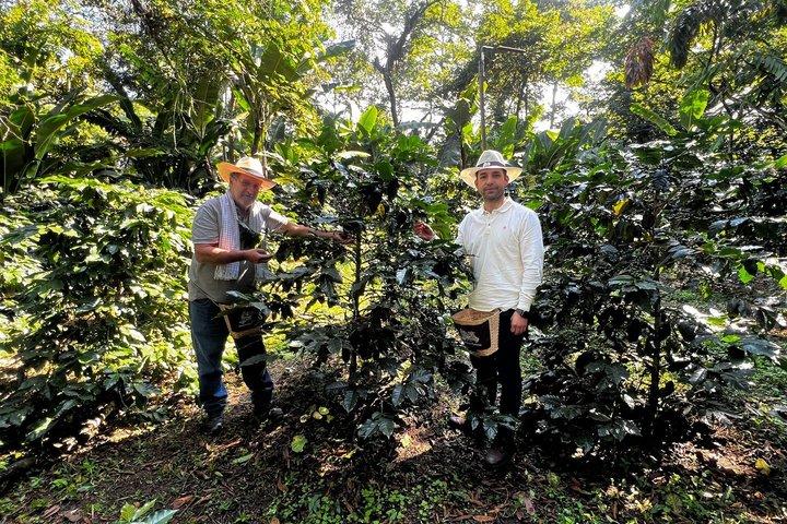 Coffee Farm Experience Day Tour