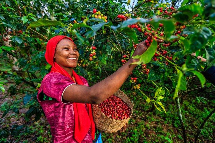 Coffee Farm Experience Day Tour