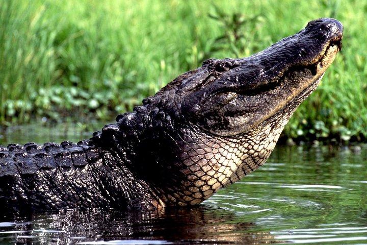 New Orleans Nature and Wildlife Boat Tour