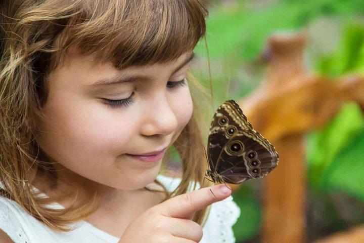 Dubai Butterfly Garden Tickets