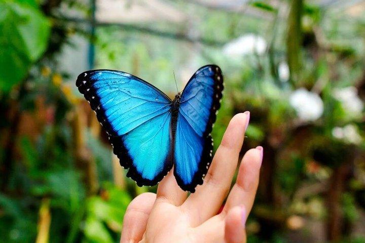 Dubai Butterfly Garden Tickets