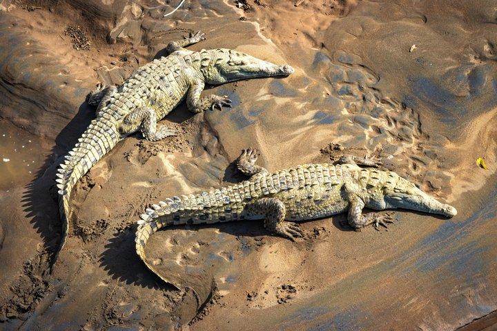 Adventure in the jungle river and crocodiles