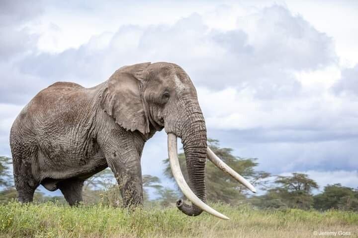 3 Days Elephant Focused Game Drive in Amboseli National Park