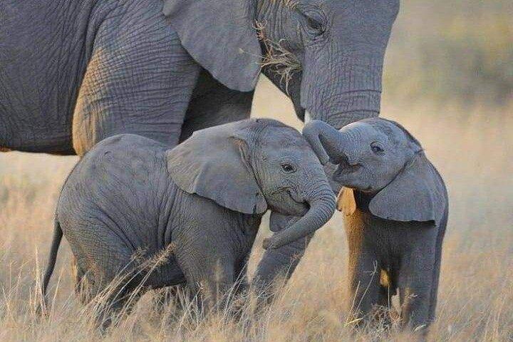 3 Days Elephant Focused Game Drive in Amboseli National Park