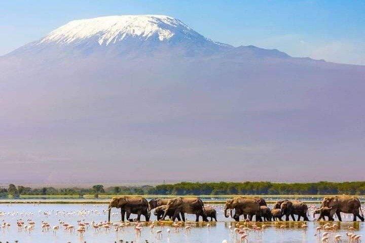 3 Days Elephant Focused Game Drive in Amboseli National Park