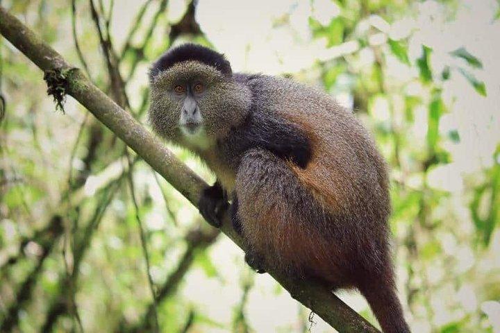 One Day Golden Monkey Trekking in Volcanoes National Park