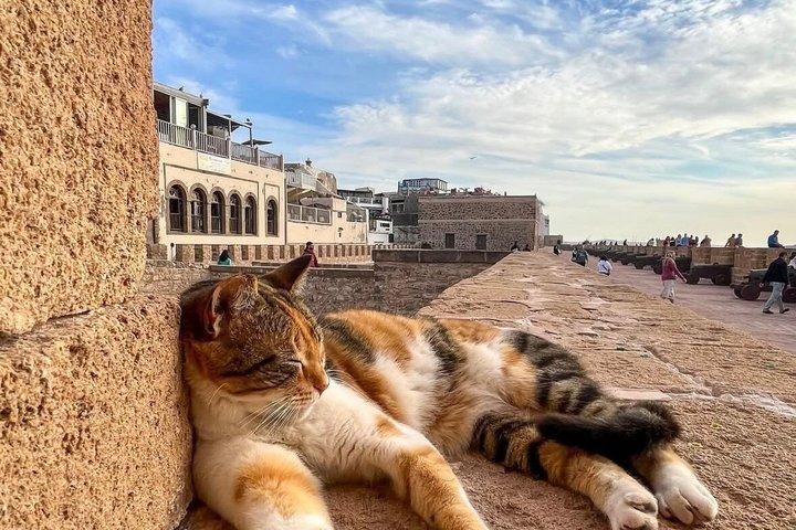 Essaouira Day Trip From Marrakech Medina Port and Ocean Views