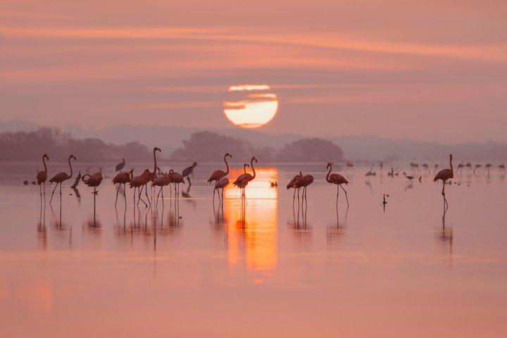 Progreso Beach and Isla Columpios Tour